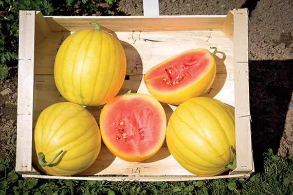 <span>ORNELLA F1</span>