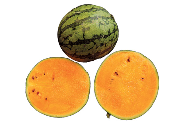 <span>PRIMAORANGE F1</span>