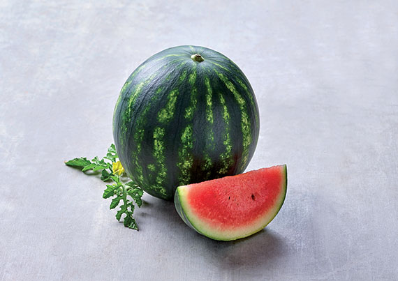 <span>NIKAS F1</span>