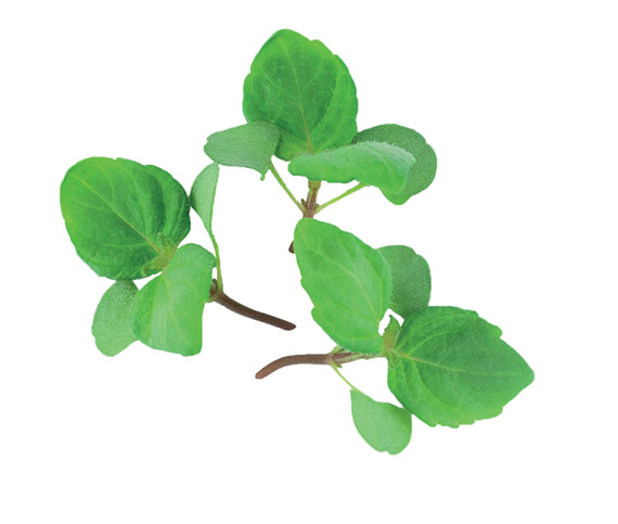 <span>SHISO VERT</span>