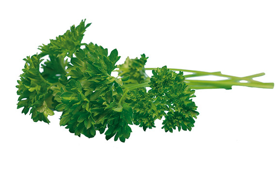 <span>AFRODITE</span>