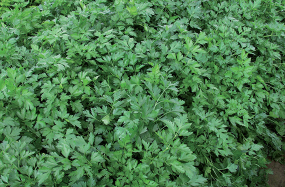 <span>GIGANTE D'ITALIA</span>