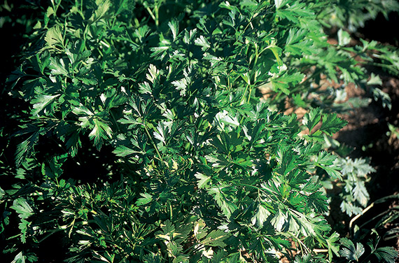 <span>GIGANTE D'ITALIA race SPLENDID</span>
