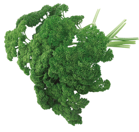 <span>STARLETT</span>