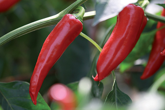 <span>BASQUE GORRIA</span>