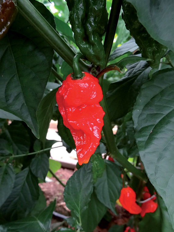 <span>NAGA JOLOKIA RED</span>