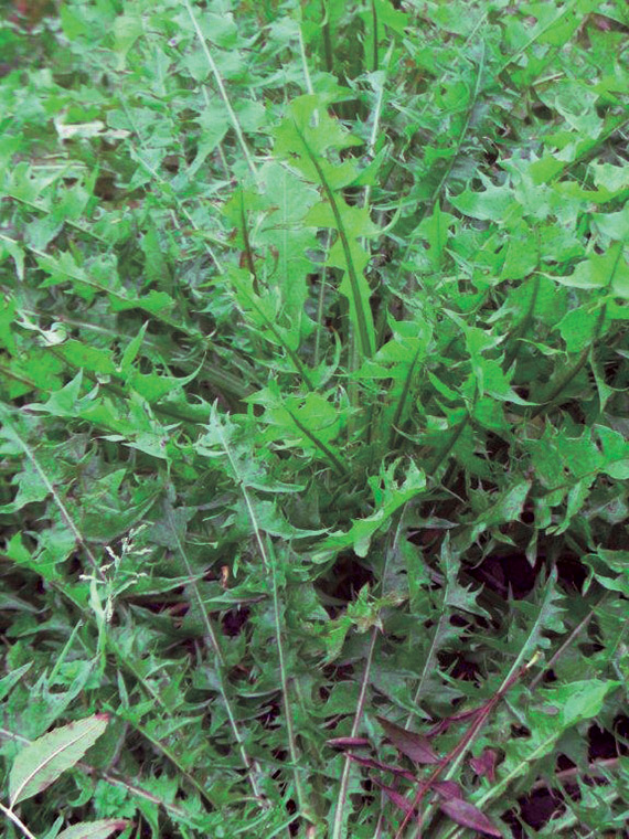 <span>VERT DE MONTMAGNY</span>