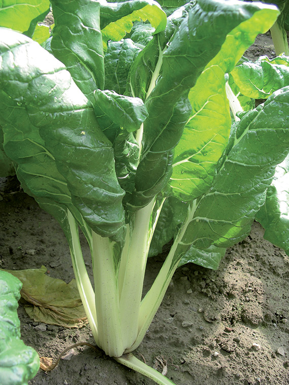 <span>A CARDE BLANCHE 3 RACE B.</span>