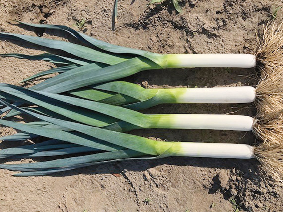 <span>AVASTAR</span>