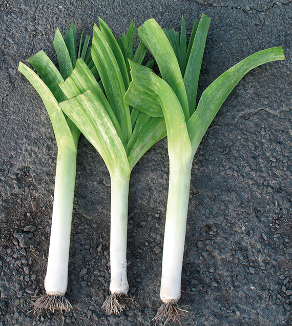 <span>JAUNE DU POITOU</span>