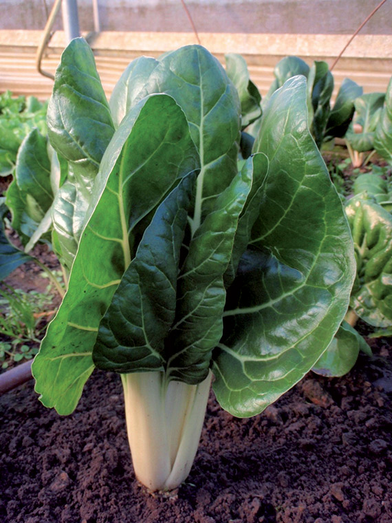 <span>JESSICA</span>