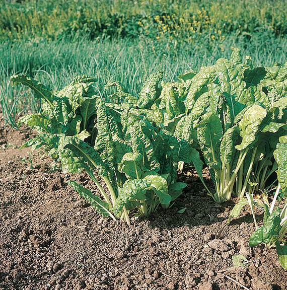 <span>VERTE A COUPER</span>