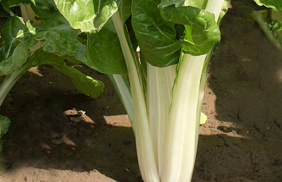 <span>WHITE SILVER 2</span>