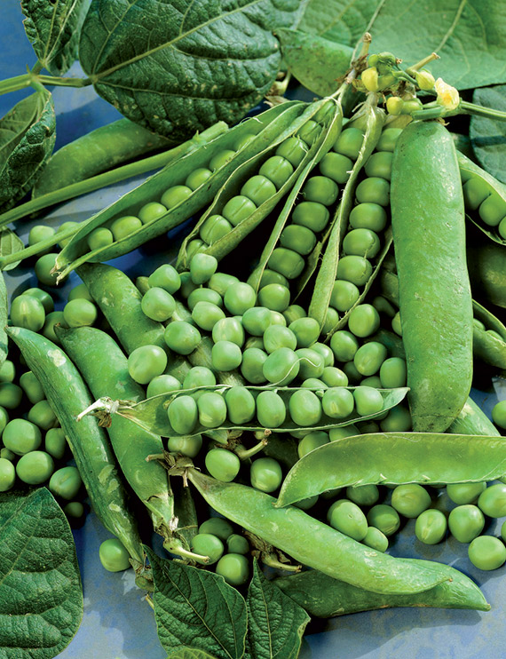 <span>MERVEILLE DE KELVEDON</span>