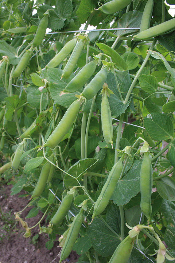 PRECOCE DE MAI