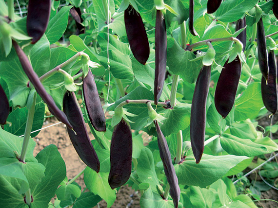 SHIRAZ POURPRE
