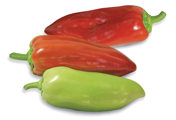 <span>AGIO F1</span>