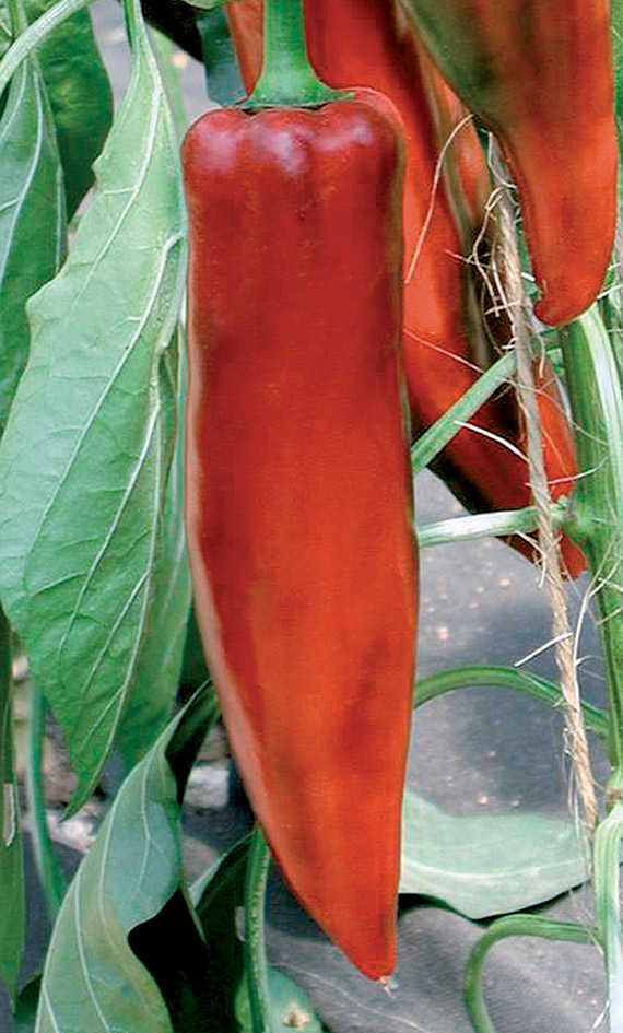 <span>ATRIS F1</span>