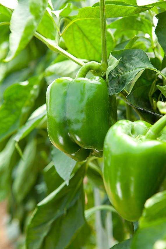 <span>BALTA F1</span>