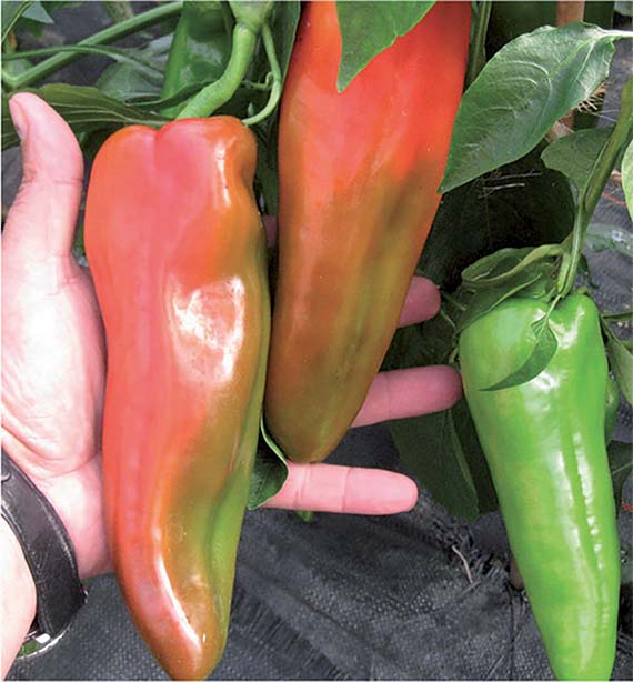 <span>CAMPARI F1</span>