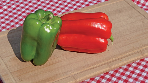 <span>LAMUYO F1</span>