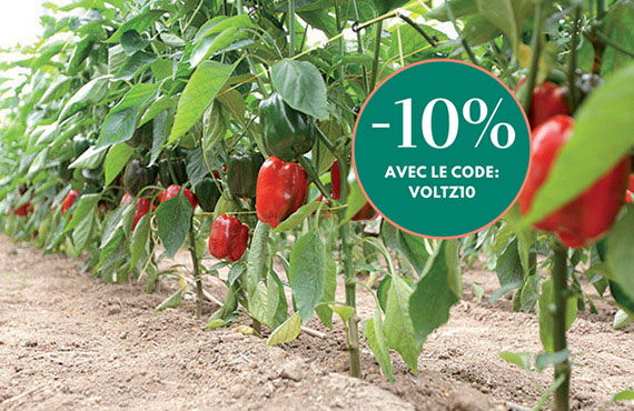 <span>MAESTRAL F1</span>