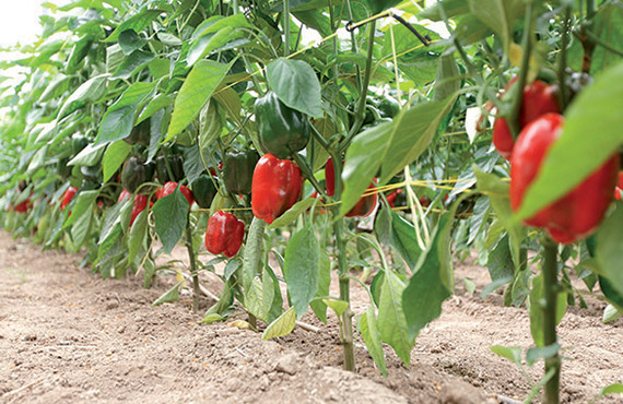 <span>MAESTRAL F1</span>