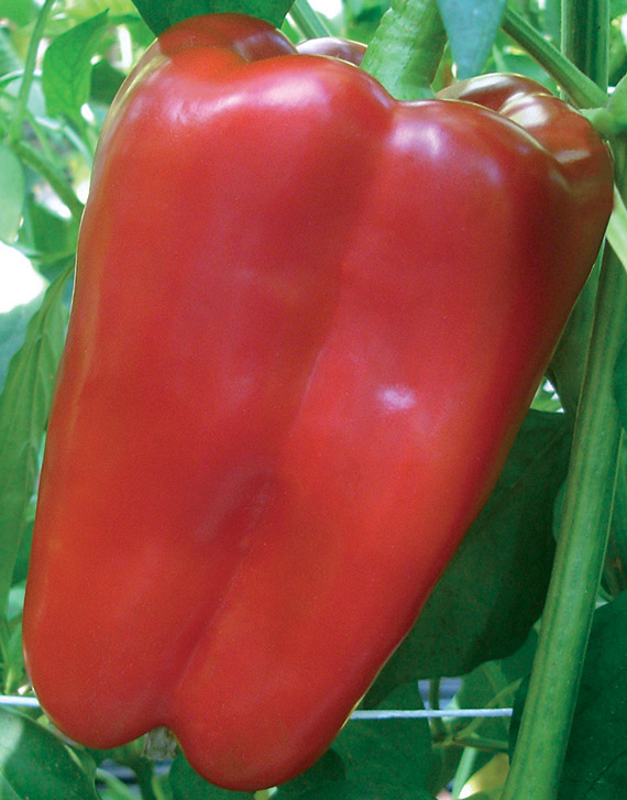 <span>ROBLE F1</span>