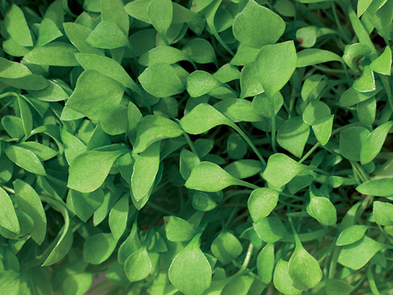 <span>CLAYTONE DE CUBA</span>