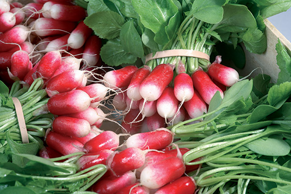 <span>ARTUS F1</span>