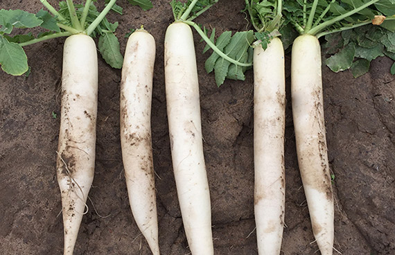 <span>MERLIN F1 </span>