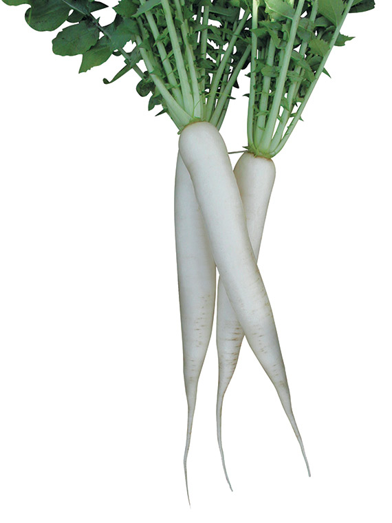 <span>LANCELOT F1</span>