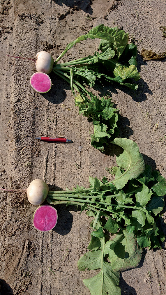 <span>MISATO ROSE FLESH</span>