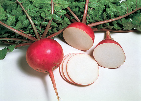 <span>MISATO RED</span>