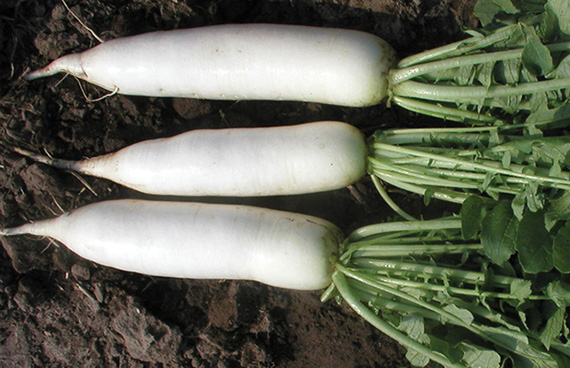 <span>VITUS F1</span>