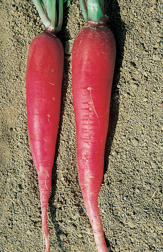 <span>CANDELA DI FUOCO</span>