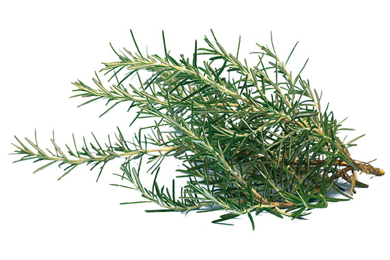 <span>ROMARIN</span>