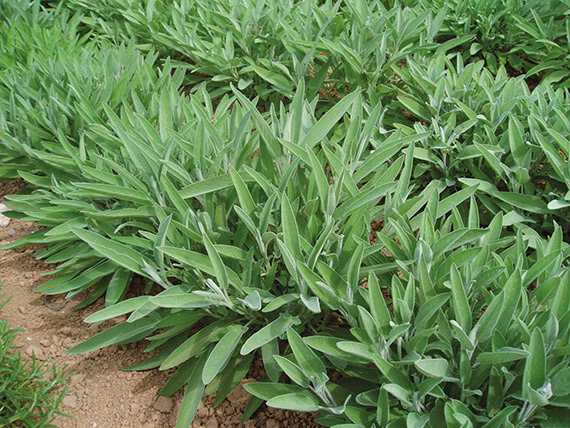 <span>CERES</span>