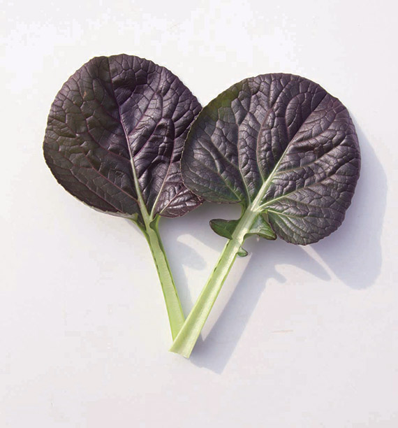 <span>VULCANO</span>