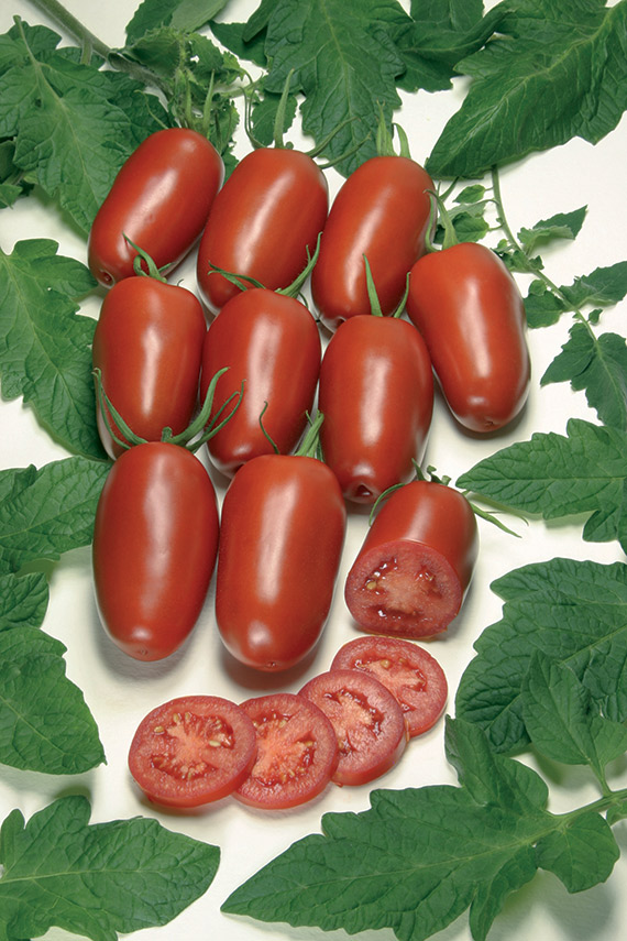 <span>AGRO F1</span>