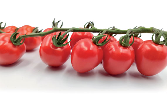 <span>APPLEREDTY F1 (APPLEBERRY)</span>