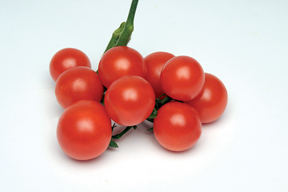 <span>BALCONI RED F1</span>