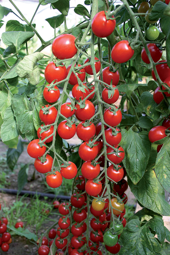 <span>BARTELLY F1</span>