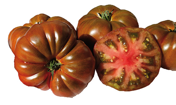 <span>CAPPUCCINO F1</span>