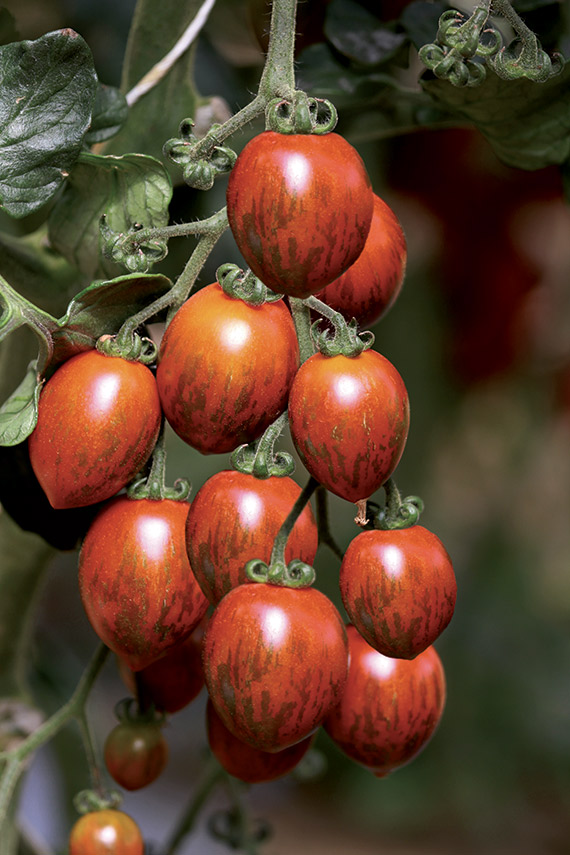 <span>COOKIE® F1 (MELANGE)</span>