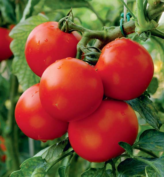 <span>CRISTAL F1</span>