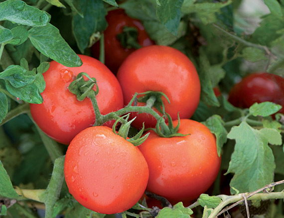 <span>DEFIANT F1</span>