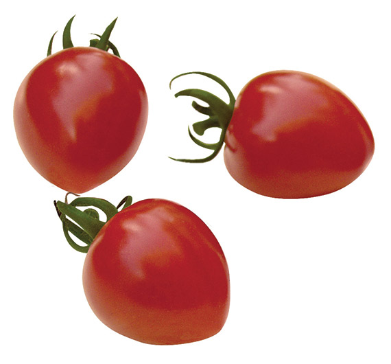 <span>GARDENBERRY F1</span>