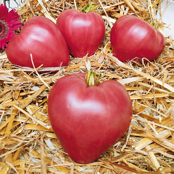 <span>DOLCECUORE F1</span>