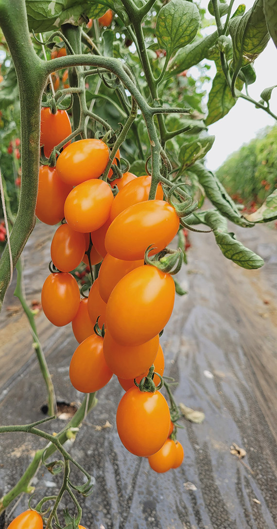 <span>BLONDY F1</span>